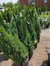 Blue point junipers, bid x 4