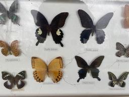 Butterfly Display