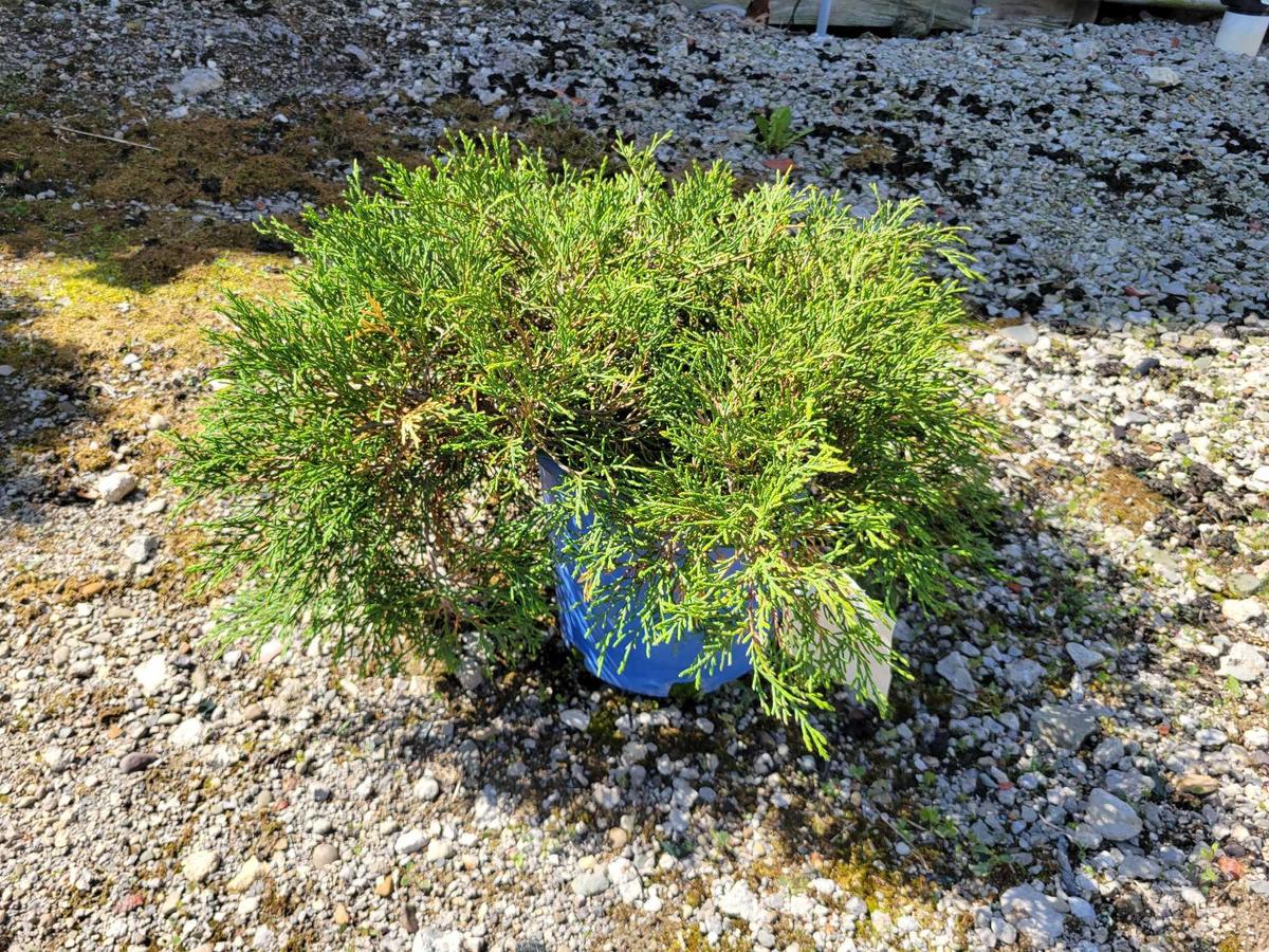 Siberian Carpet Cypress