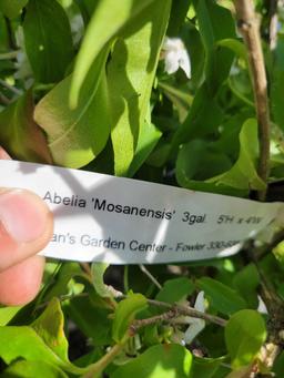 Abelia Mosanensis