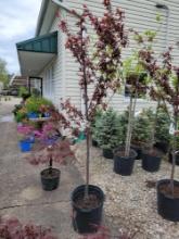 Thundercloud Flowering Plum tree