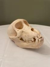 Baboon Skull, authentic