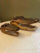 Alligator Heads, taxidermy