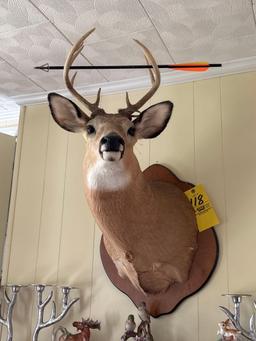 10Pt Whitetail Deer Mount
