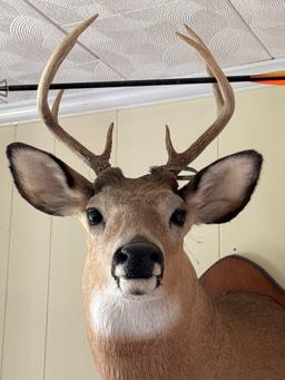 10Pt Whitetail Deer Mount