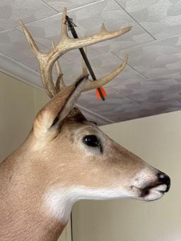 10Pt Whitetail Deer Mount