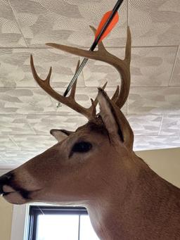 10Pt Whitetail Deer Mount