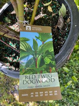 Red Twig Dogwood Bid X 4
