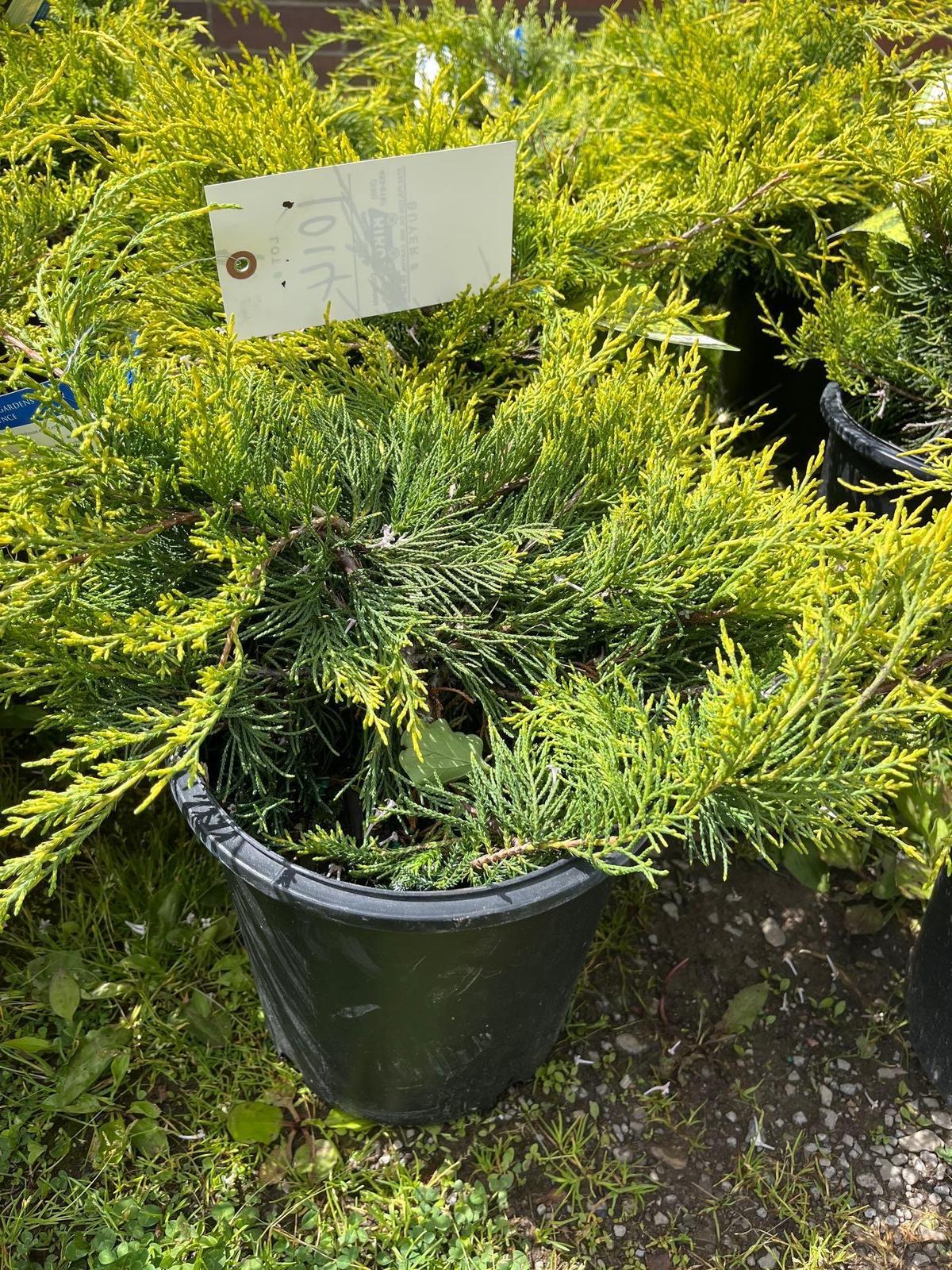 Juniper Chinensis Old Gold Bid X 4