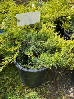 Juniper Chinensis Old Gold Bid X 4