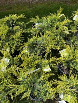 Juniper Chinensis Old Gold Bid X 4