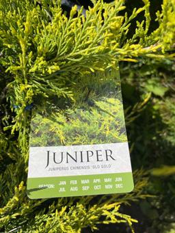 Juniper Chinensis Old Gold Bid X 4