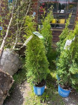 Arborvitae Green Giant Bid X 4