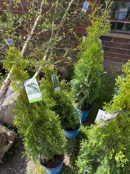 Arborvitae Green Giant Bid X 4