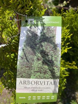 Arborvitae Green Giant Bid X 4