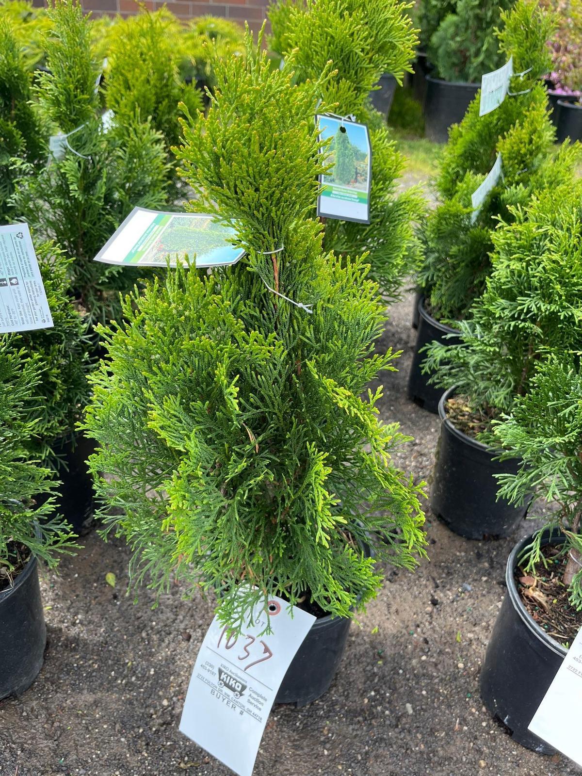 Emerald Green Arborvitae Bid X 4