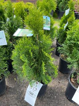 Emerald Green Arborvitae Bid X 4