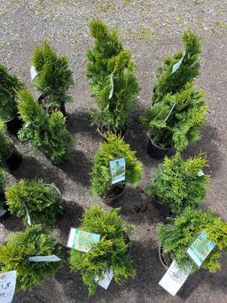 Emerald Green Arborvitae Bid X 4