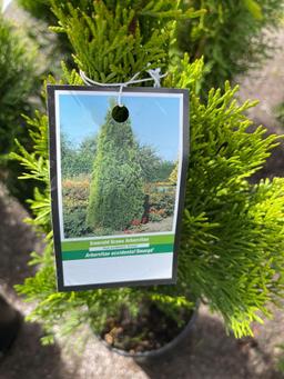 Emerald Green Arborvitae Bid X 4