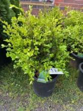 Boxwood Bid X 4