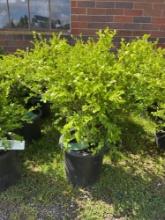 Boxwood Bid X 4