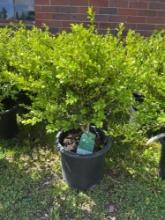 Boxwood Bid X 4