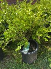 Boxwood Bid X 4
