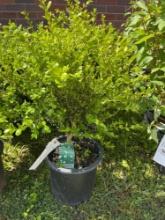 Boxwood Bid X 4