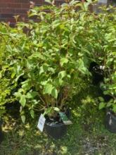 Red Twig Dogwood Bid X 4