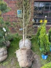 Birch Trees Bid X 4