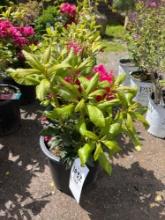 Rhododendron Catawbiense Bid X 4