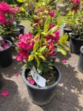 Rhododendron Catawbiense Bid X 4