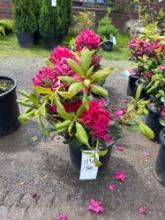 Rhododendron Catawbiense Bid X 4