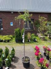 Weeping Cherry Tree