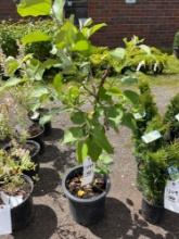 Royal Red Honey Crisp Apple Tree