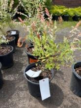 Dappled Willow Bid X 4