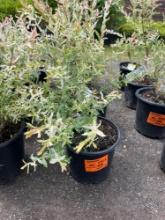 Dappled Willow Bid X 4