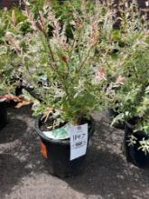 Dappled Willow Bid X 4