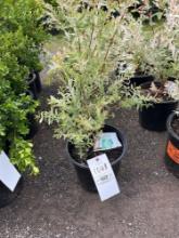 Dappled Willow Bid X 4