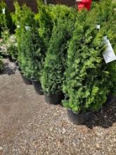 Emerald Green Arborvitae, bid x 4