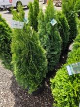 Emerald Green Arborvitae, bid x 4