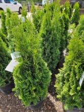 Emerald Green Arborvitae, bid x 4