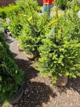 Norway spruce trees, bid x 4