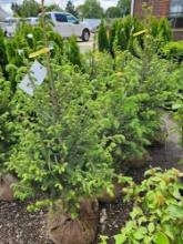 Norway spruce trees, bid x 4