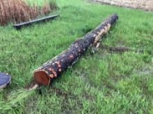 17 ft Cherry log