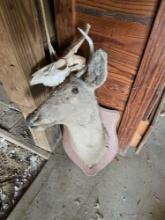 Deer mount