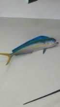 Lot of (2) taxidermy fish Mahi Mahi & Barracuda