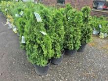Green giant arborvitae bid x 4