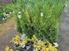Green giant arborvitae bid x 4
