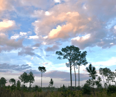 Over An Acre in Polk County, Florida!